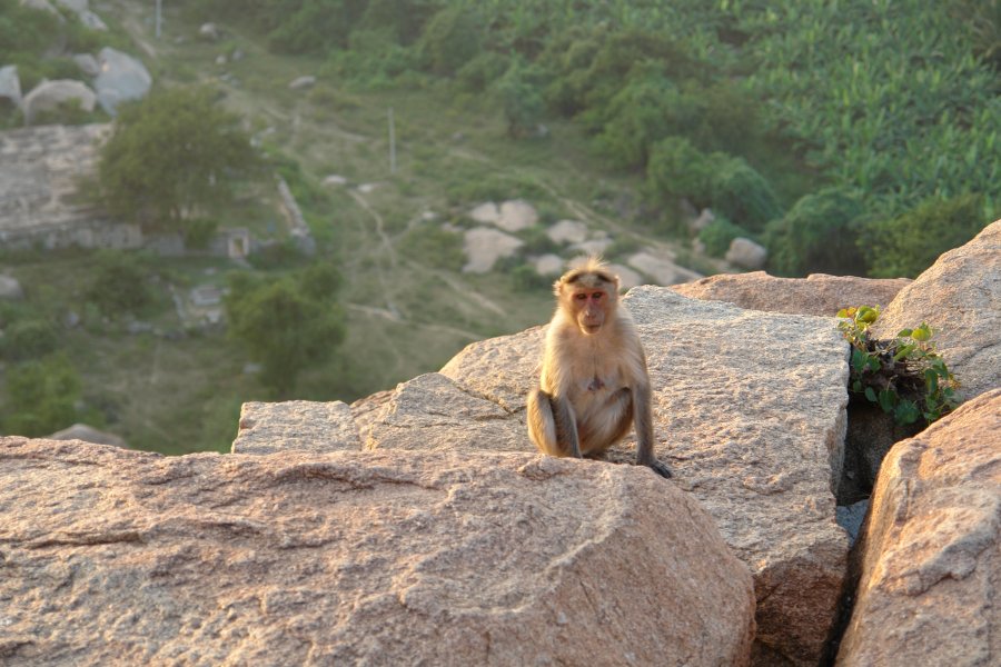 gal/diverses/indien2008/DSC03709.JPG