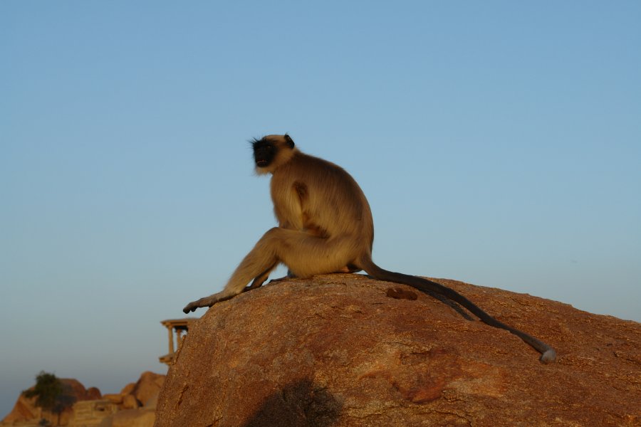 gal/diverses/indien2008/DSC04096.JPG