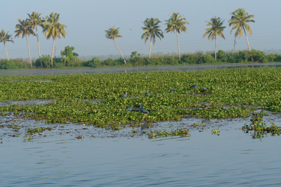 gal/diverses/indien2008/DSC05453.JPG